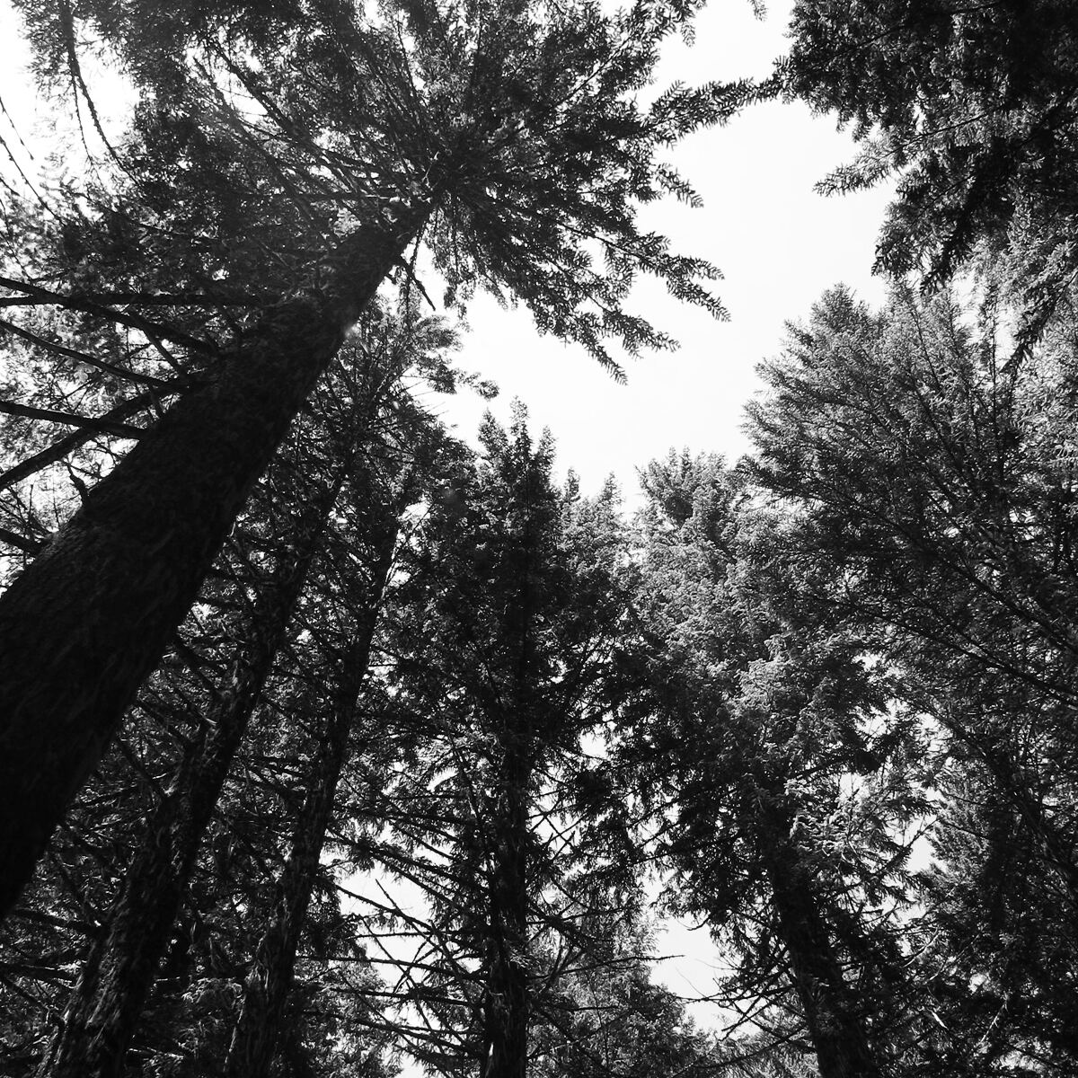 Forest canopy in black and white